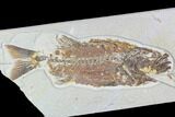 Bargain, Mioplosus Fossil Fish - Uncommon Species #105326-1